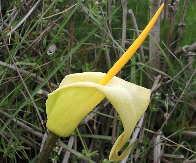 Arum creticum