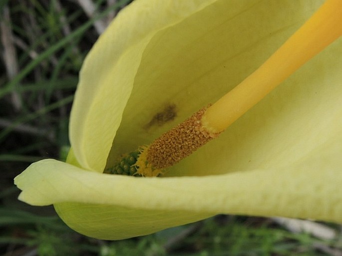 Arum creticum