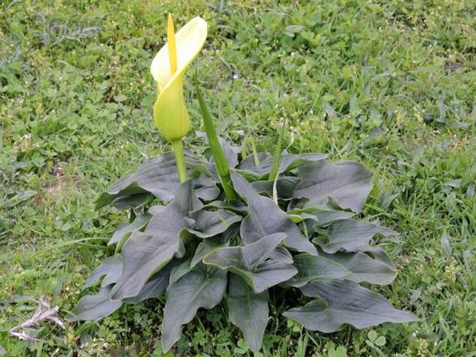 Arum creticum