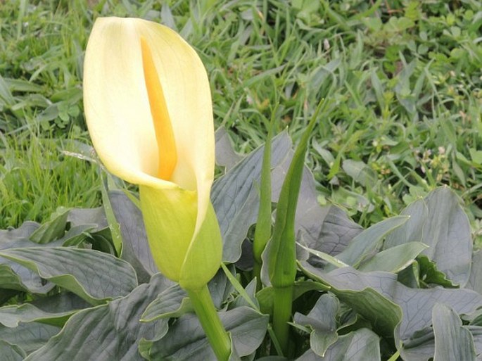 Arum creticum