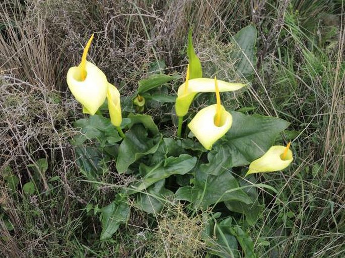 Arum creticum