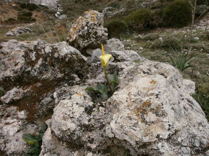 Arum creticum