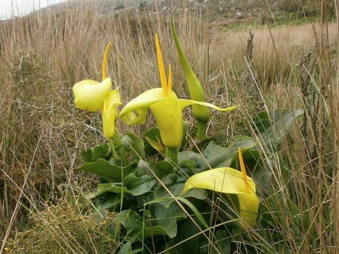 Arum creticum