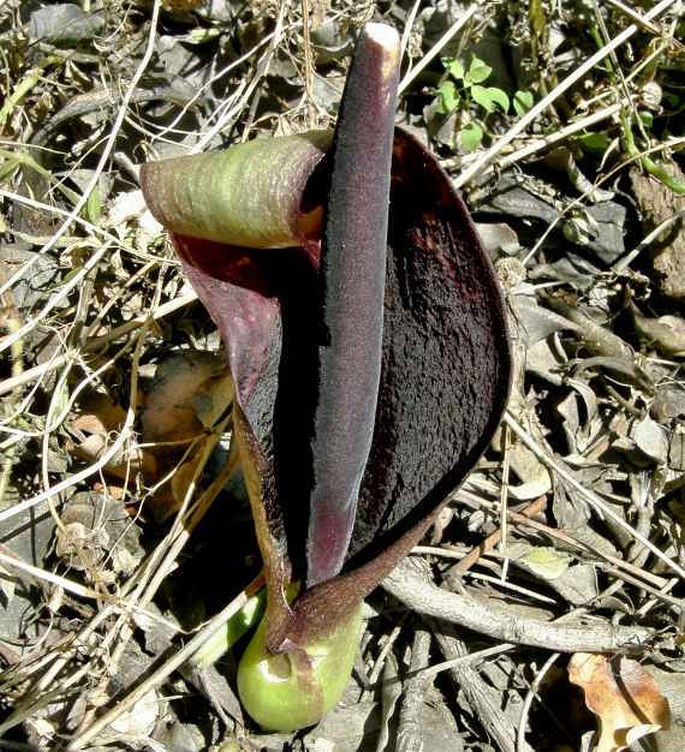 Arum dioscoridis