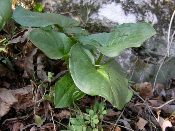 Arum cylindraceum