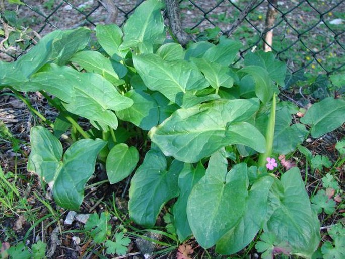 Arum cylindraceum