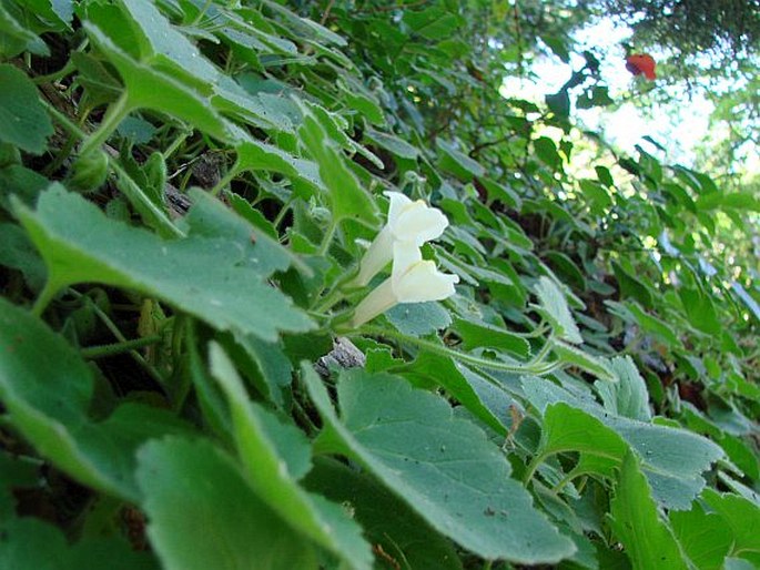 Asarina procumbens