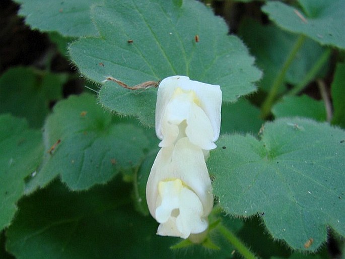 Asarina procumbens