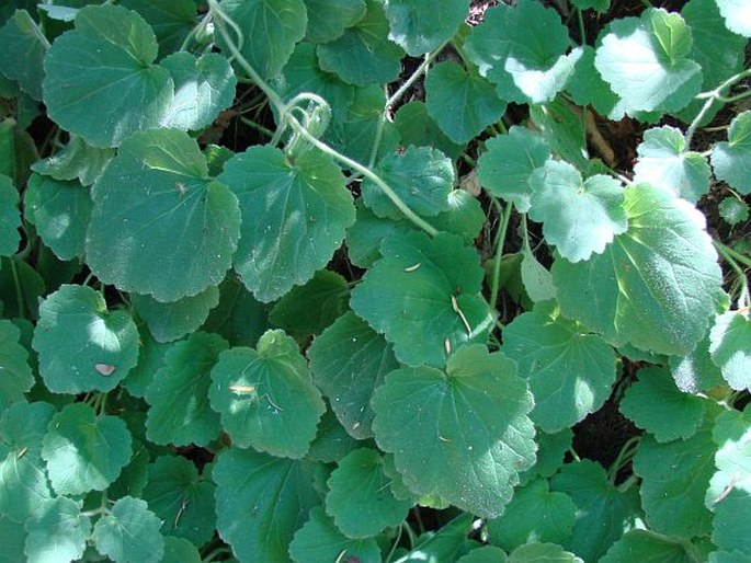 Asarina procumbens