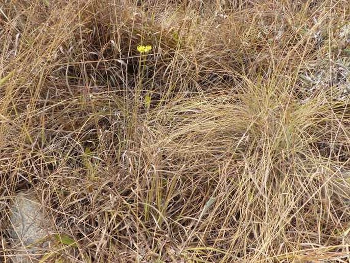 Asclepias aurea