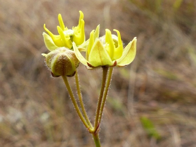 Asclepias aurea