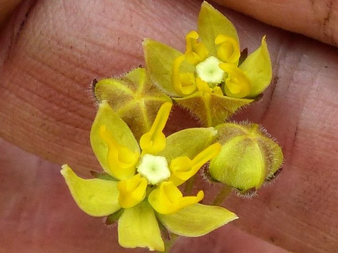 Asclepias aurea