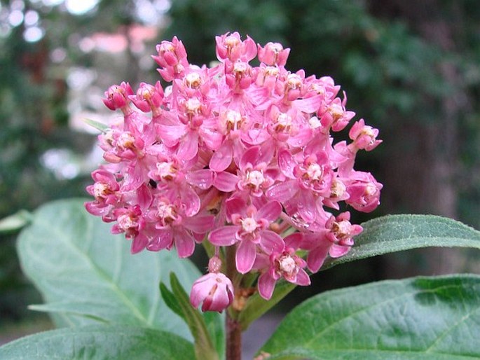 ASCLEPIAS INCARNATA L.