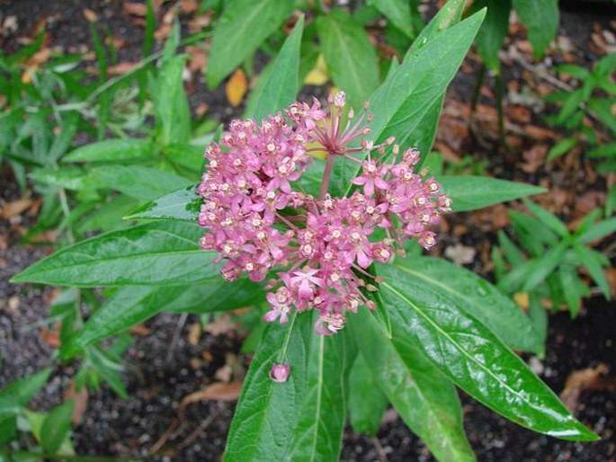 Asclepias incarnata