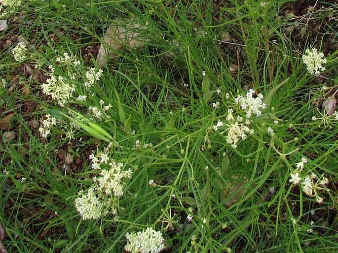 Asclepias subverticillata