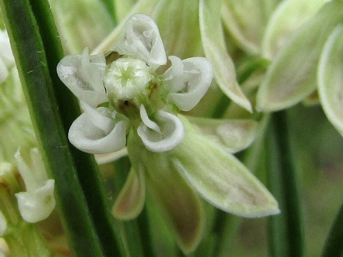 Asclepias subverticillata