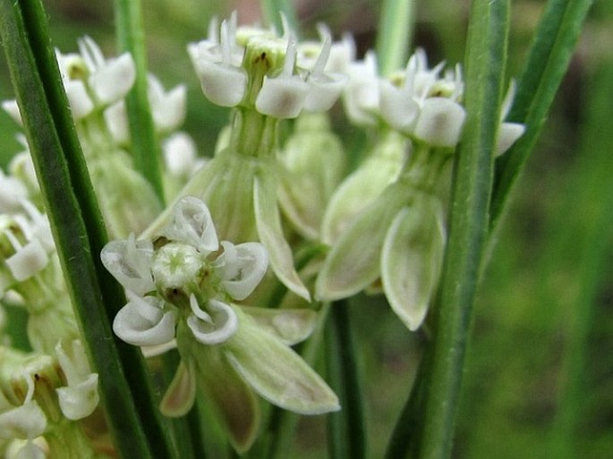 Asclepias subverticillata