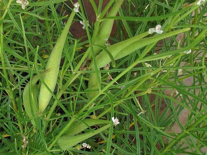 Asclepias subverticillata