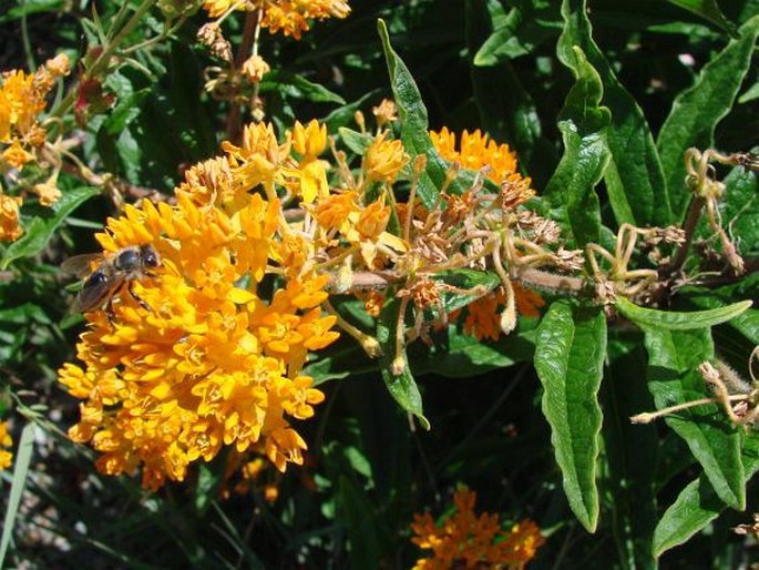 Asclepias tuberosa