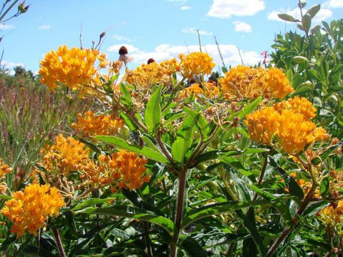 Asclepias tuberosa