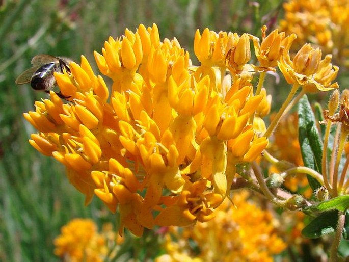 Asclepias tuberosa