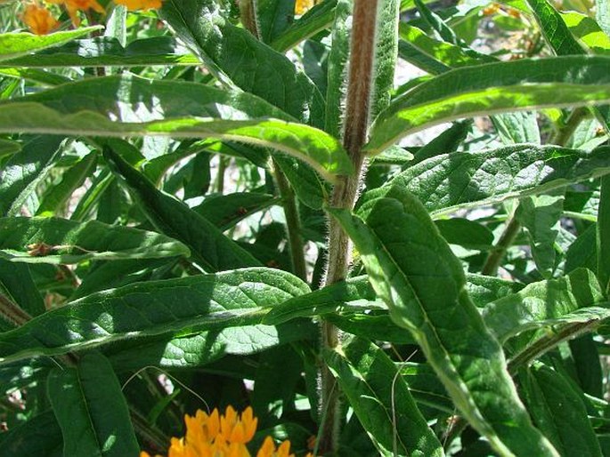 Asclepias tuberosa