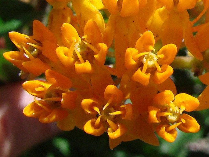 Asclepias tuberosa