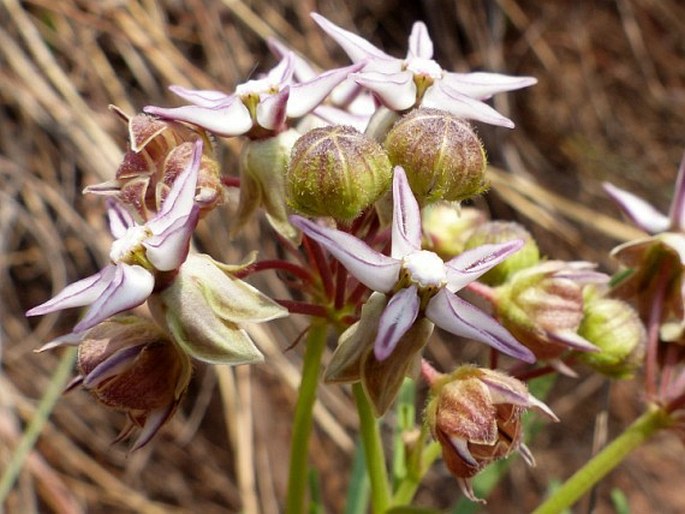 Asclepias stellifera