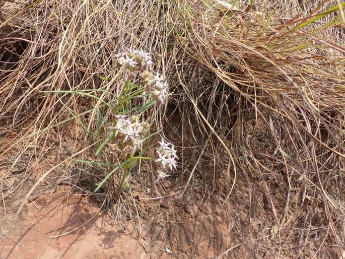 Asclepias stellifera