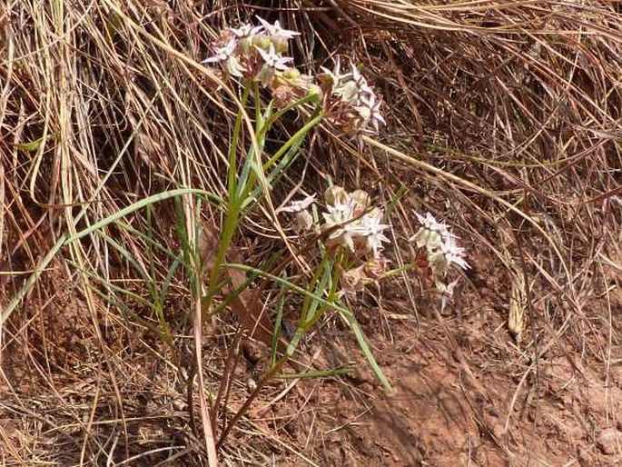 Asclepias stellifera