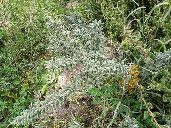 Asparagus capensis