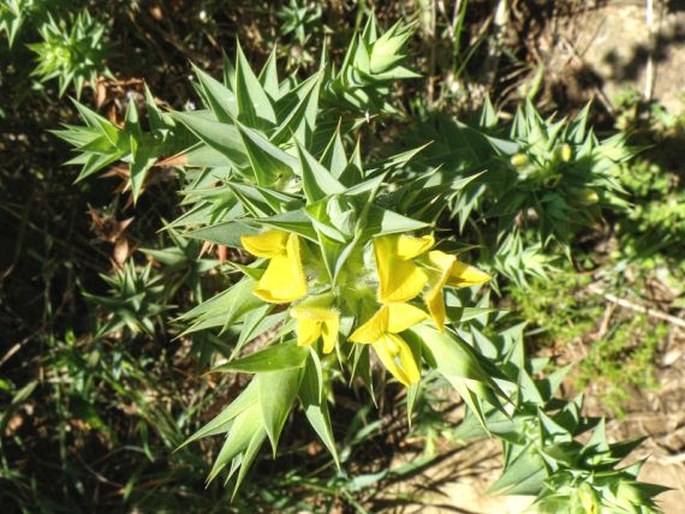 Aspalathus cordata