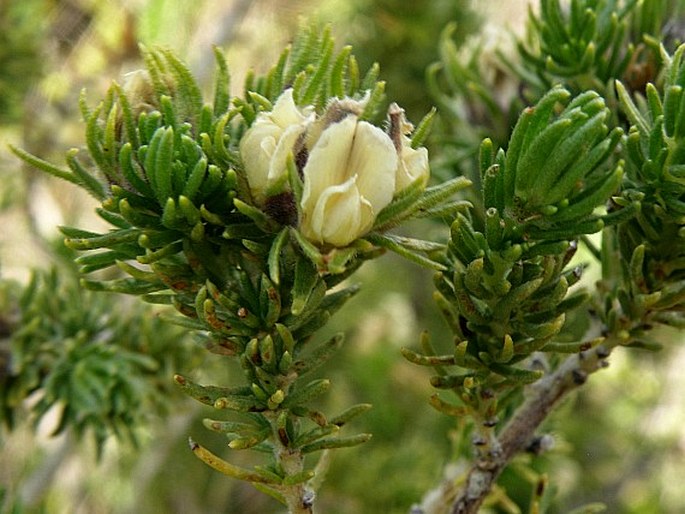 ASPALATHUS FORBESII Harv. – drasobýl