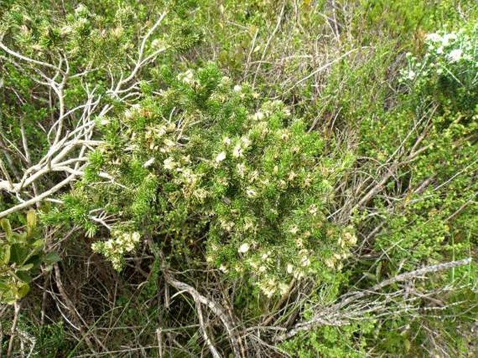 Aspalathus forbesii