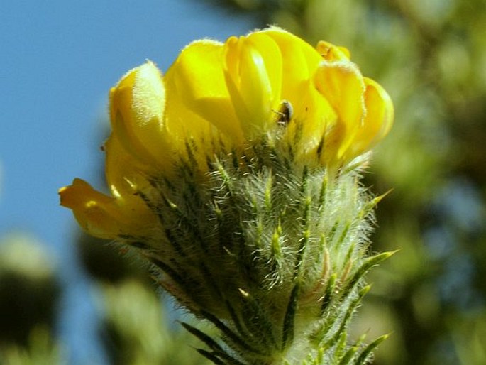 Aspalathus chenopoda