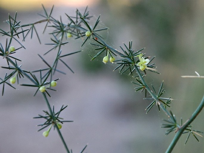 Asparagus acutifolius