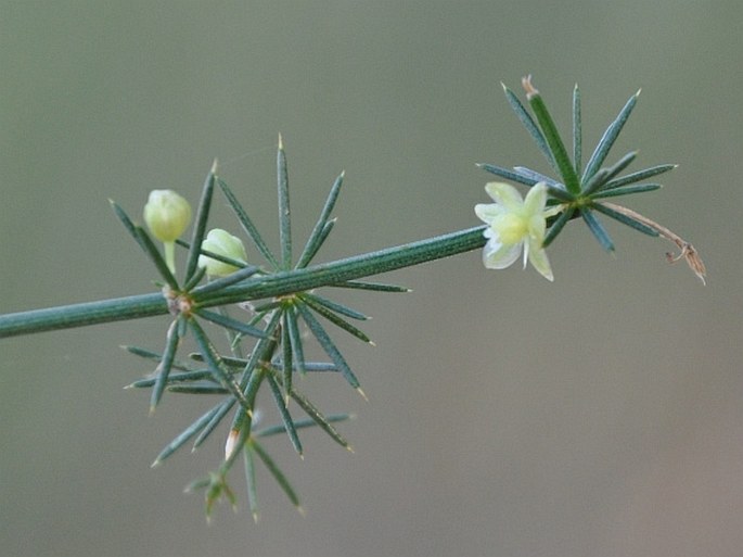 Asparagus acutifolius