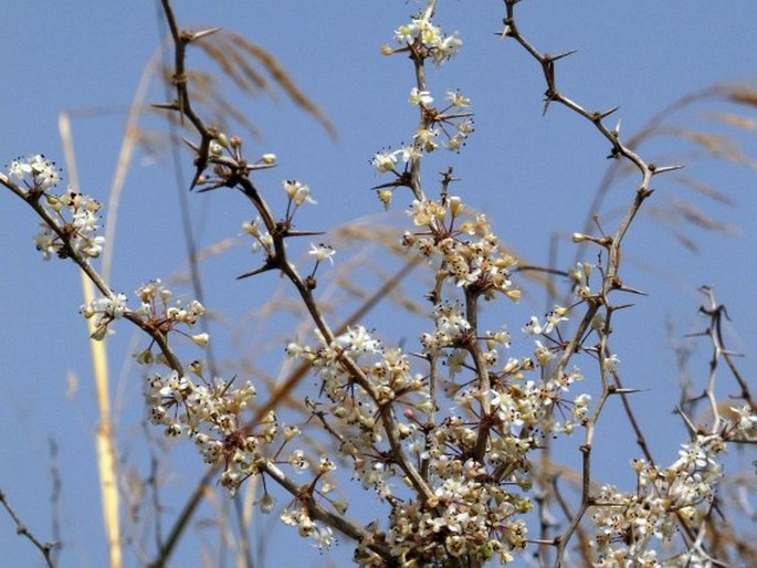 Asparagus albus