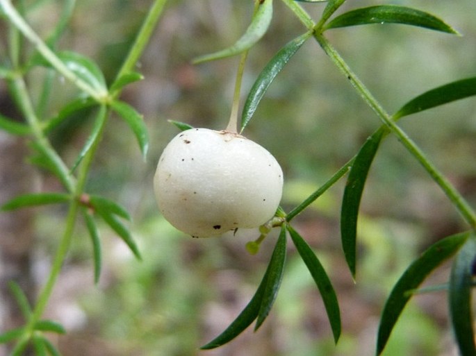 Asparagus simulans