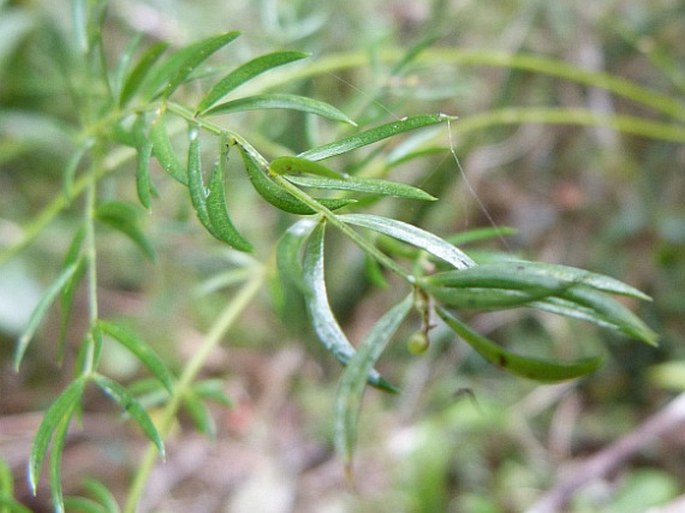 Asparagus simulans