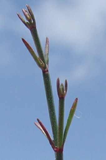 Asperula cypria