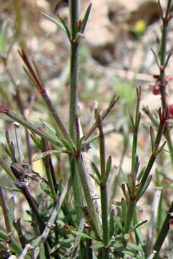 Asperula cypria