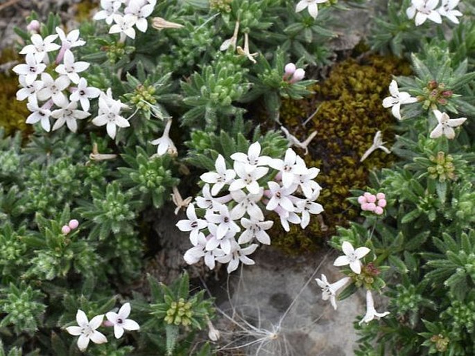 Asperula hirta