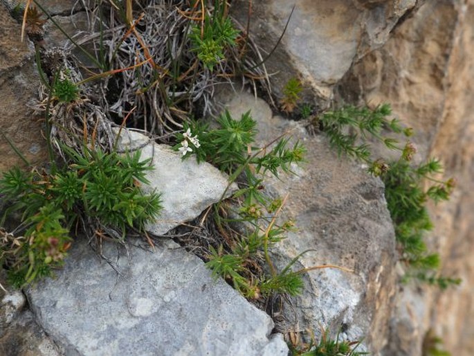 Asperula hirta