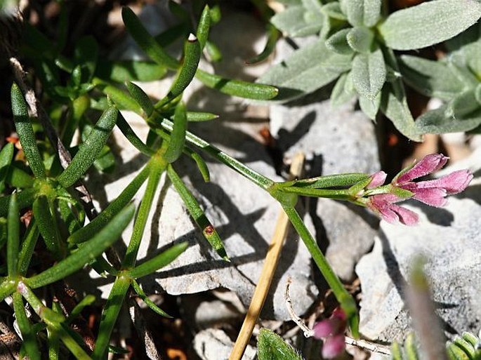 Asperula aristata subsp. oreophila