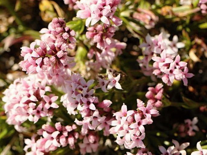 Asperula aristata subsp. oreophila