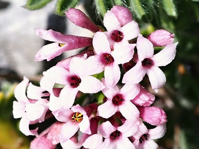 Asperula aristata subsp. oreophila