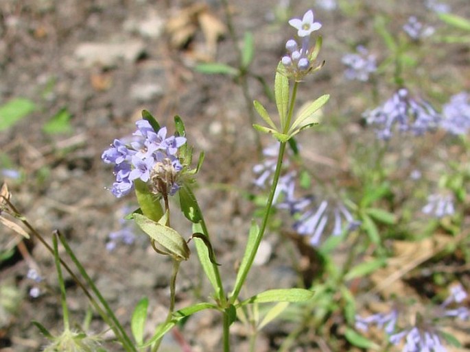 Asperula orientalis