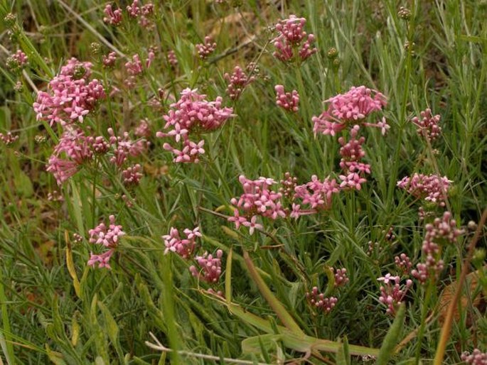 Asperula hirsuta