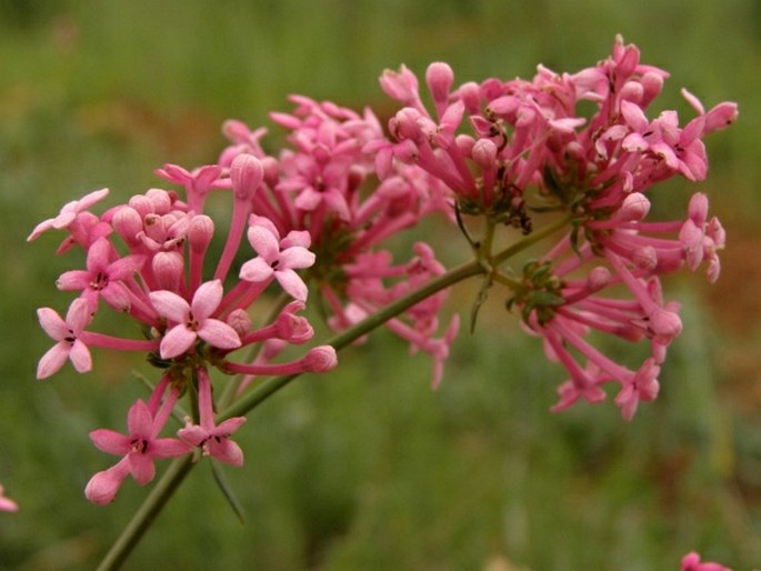 Asperula hirsuta